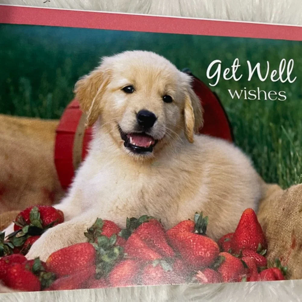 6 Assorted Greeting Cards Animals & Flowers matching print envelopes